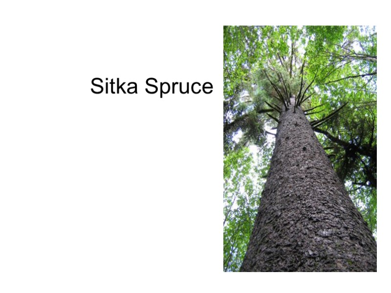Sitka Spruce